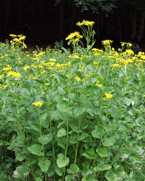 Jacobea alpina (= Senecio alpinus)